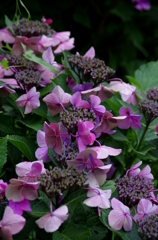 枯れていく紫陽花