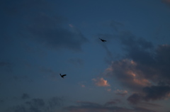 飛ぶ鳥