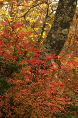 紅葉