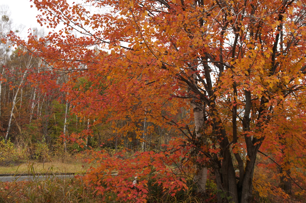 高原の紅葉