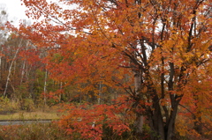 高原の紅葉