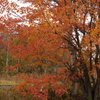 高原の紅葉