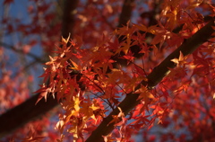 まだ紅葉