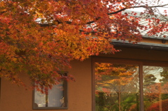 冬の紅葉
