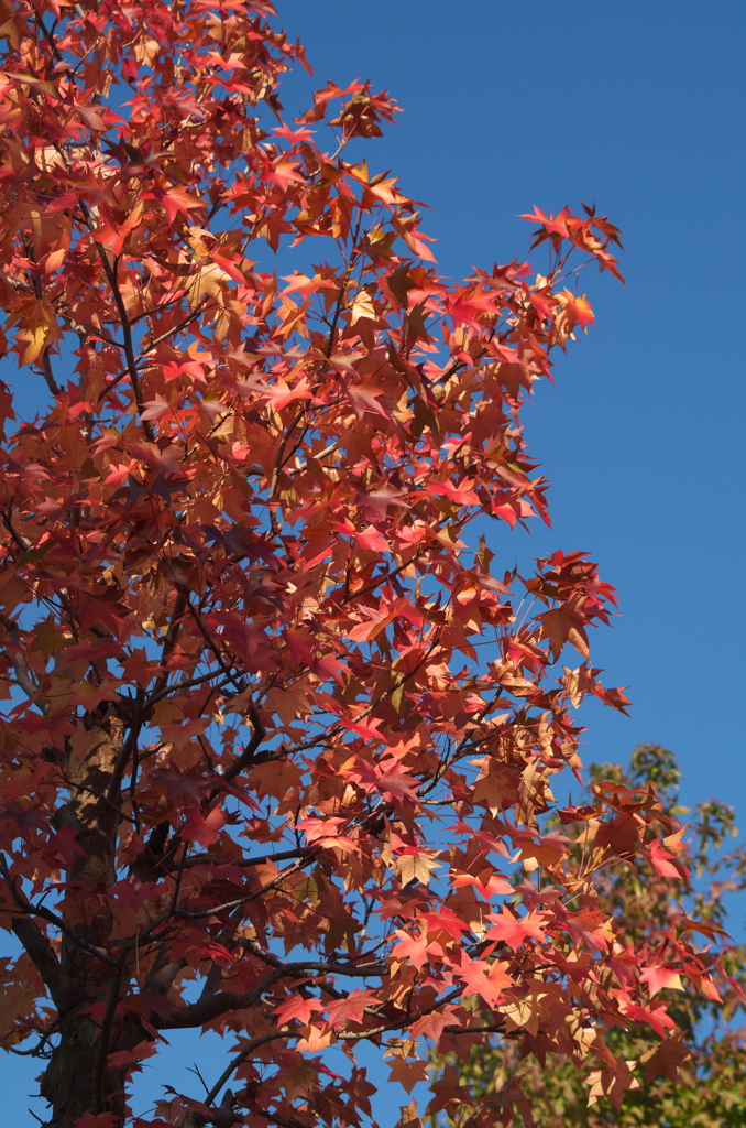 紅葉
