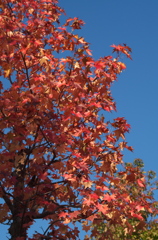 紅葉
