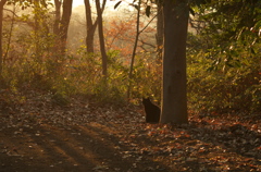 夕暮れの黒猫さん