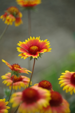 夏の花