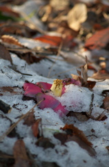 雪融け
