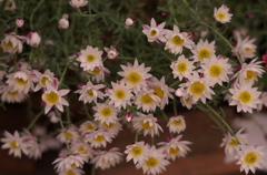 オーストラリア原産の花