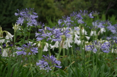 愛の花　（１）