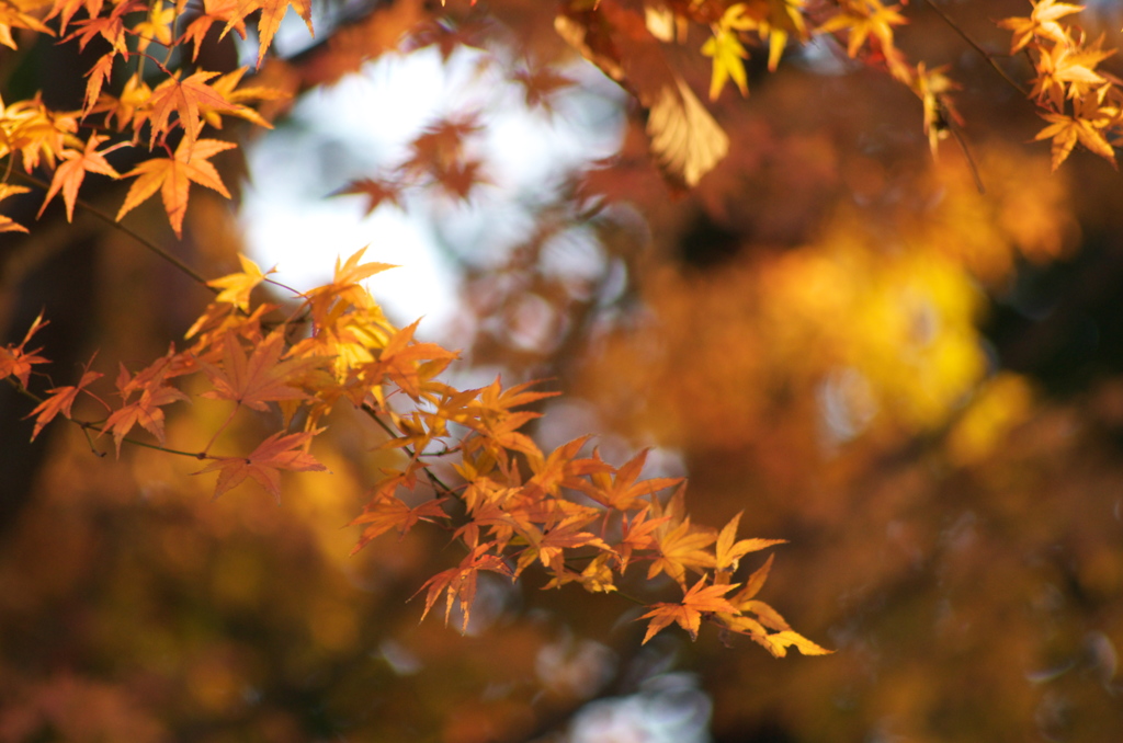 紅葉