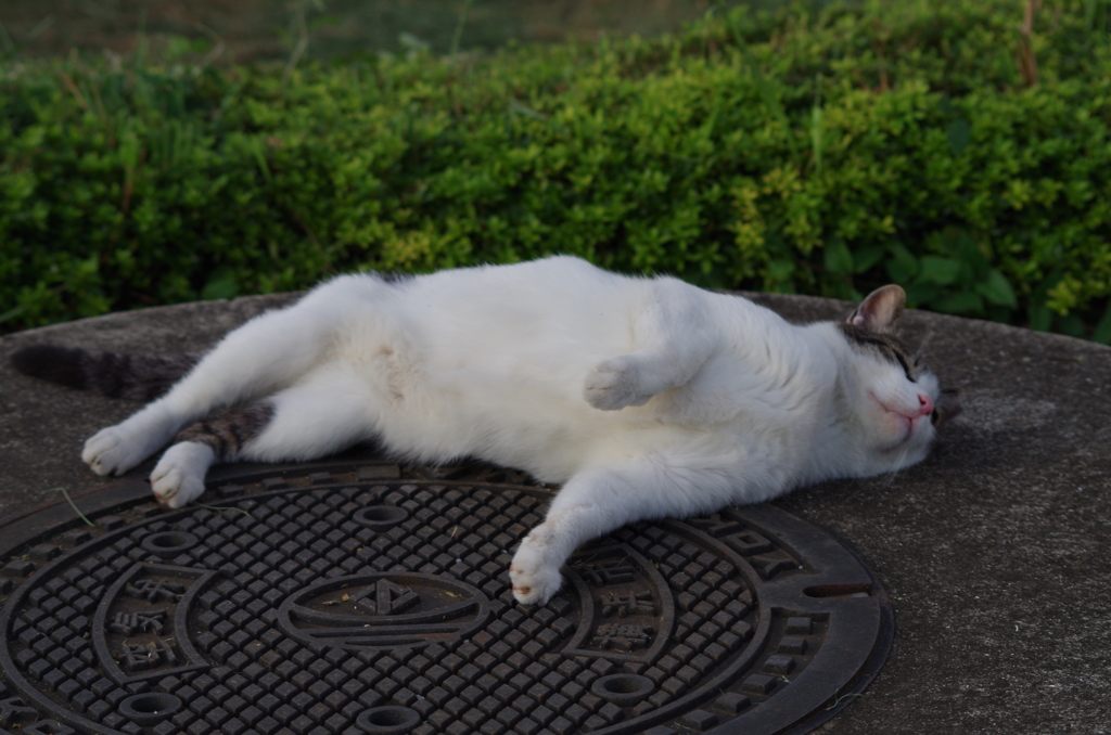 すりすり