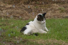 シャボン玉にゃん