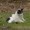 シャボン玉にゃん
