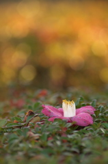 落花