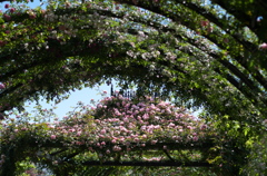 薔薇