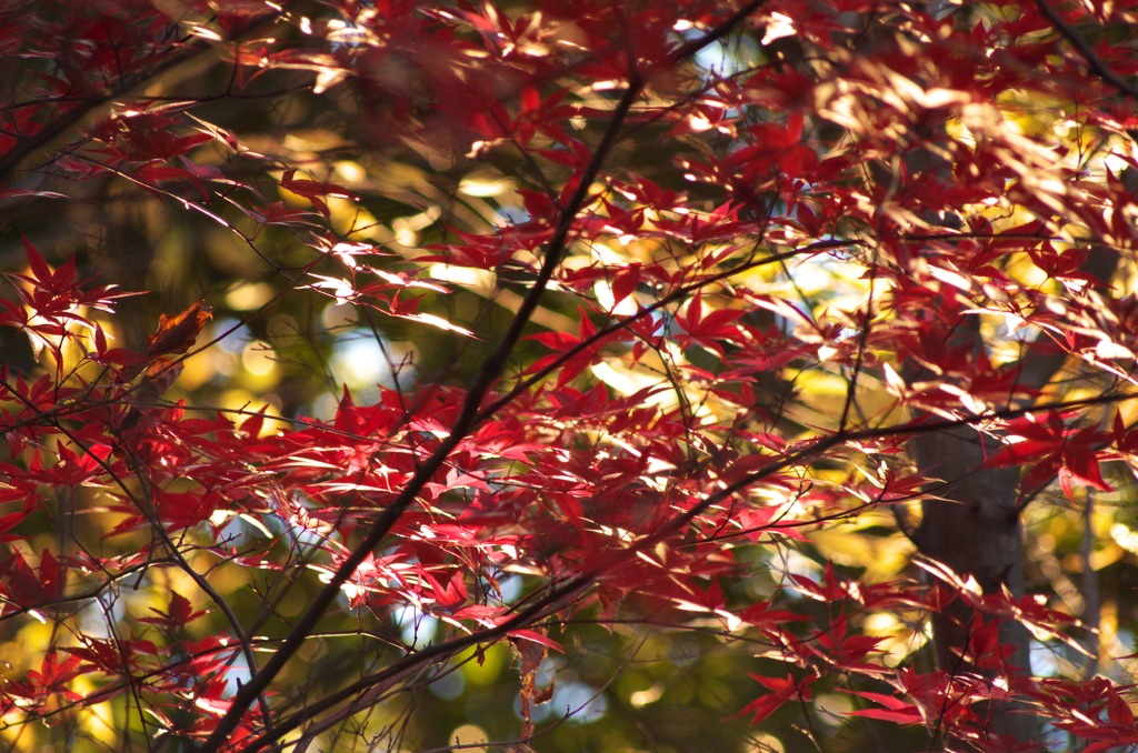 紅葉