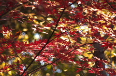 紅葉