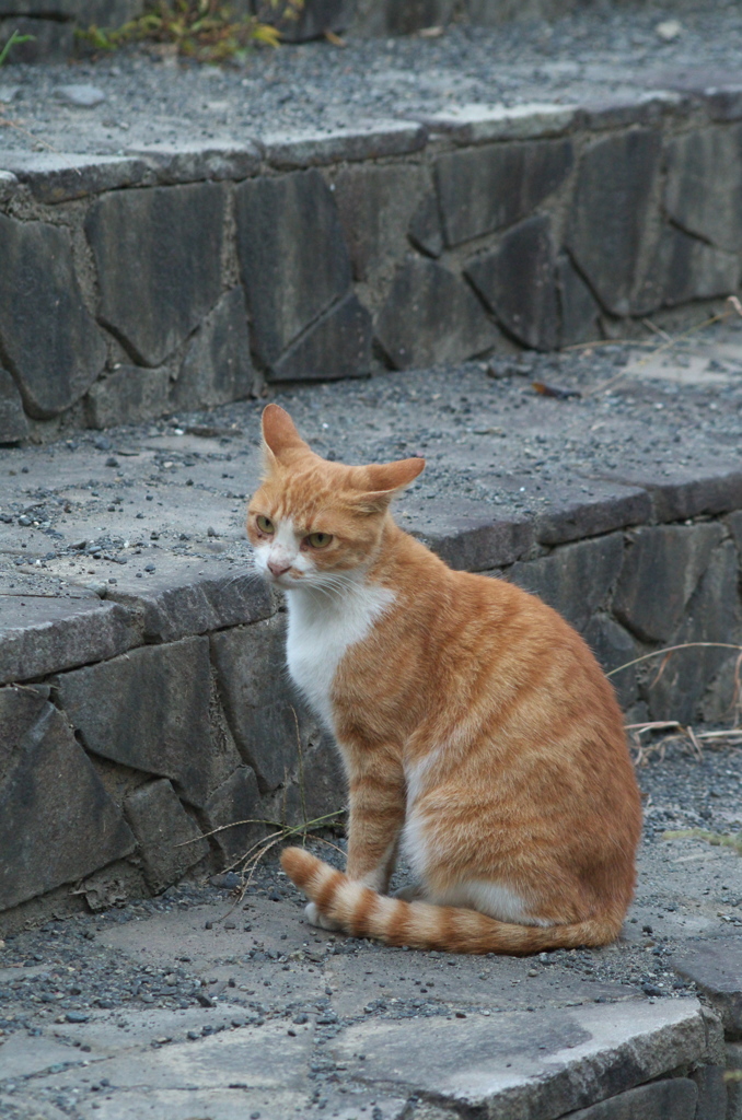 母猫