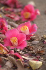 落花