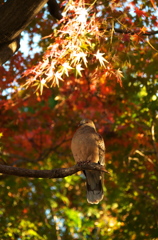 鳩と紅葉