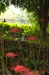 彼岸花にゃんこ