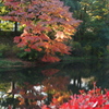 紅葉