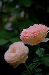 薔薇の思い出（神代植物公園）
