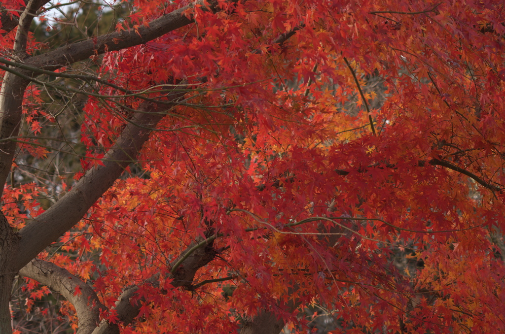 今日の紅葉
