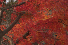 今日の紅葉