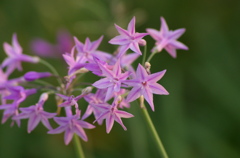 にらの花