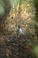 公園の野良猫さん