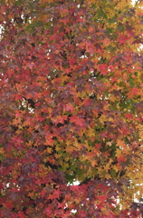 紅葉
