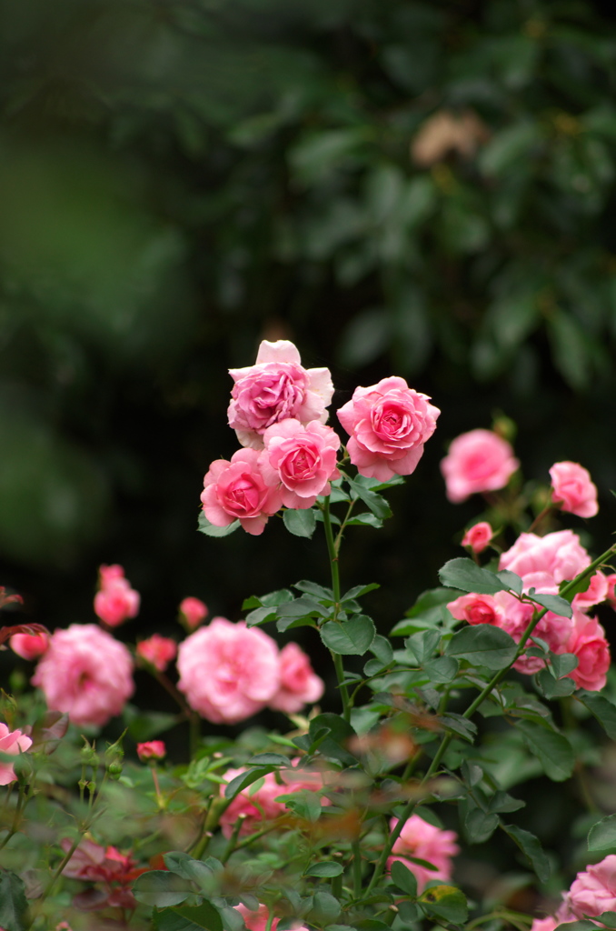 薔薇
