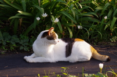 猫とタマスダレ