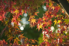 紅葉