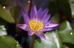熱帯性睡蓮（花菜ガーデン）