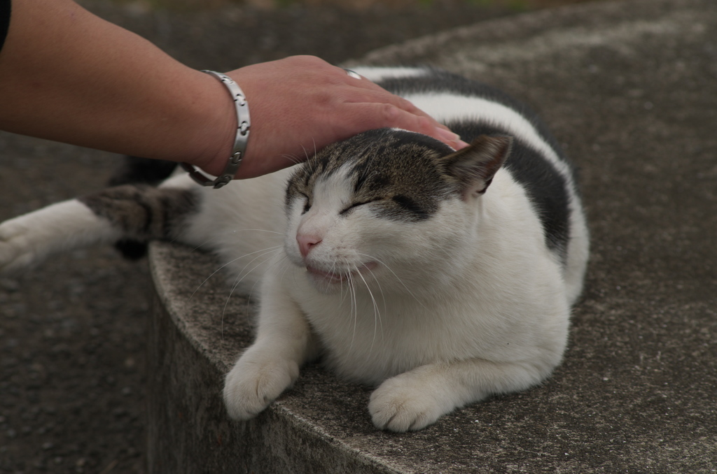 いい子だにゃん