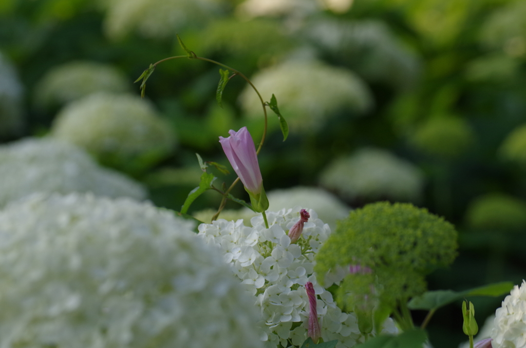 紫陽花と昼顔