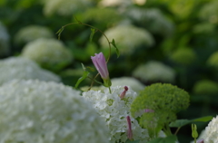 紫陽花と昼顔