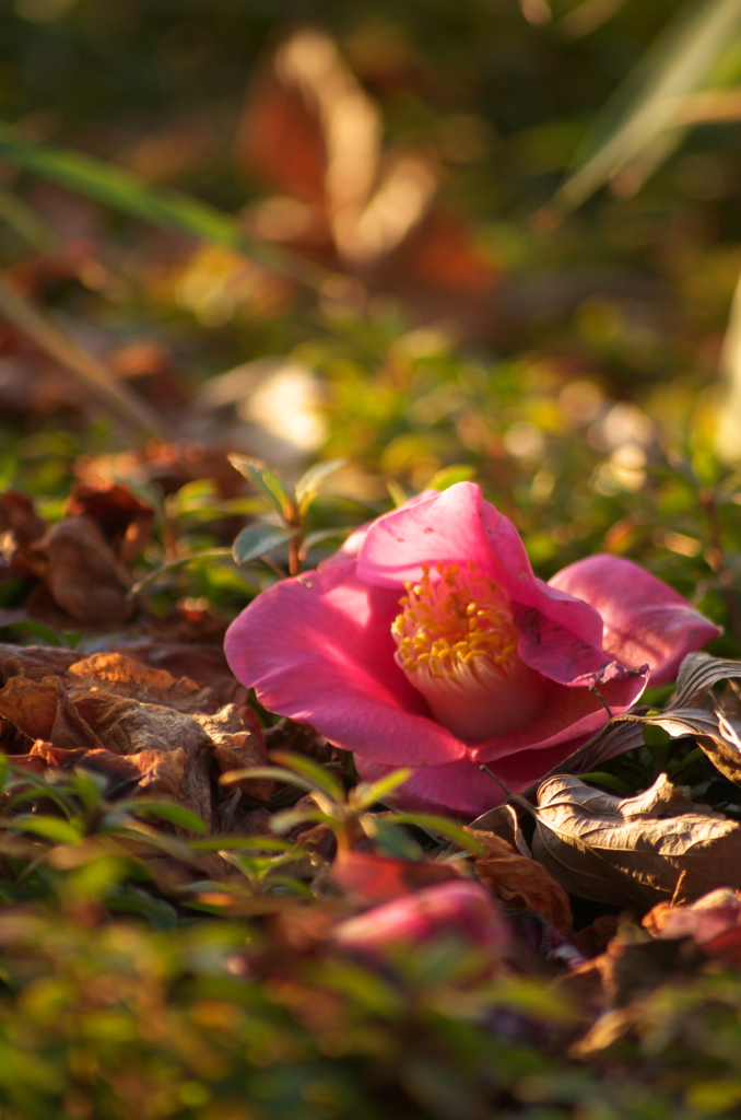 落花
