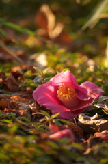 落花