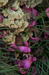 花びら
