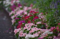 花壇