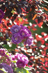 薔薇