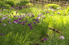 花菖蒲