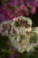F1.8の世界