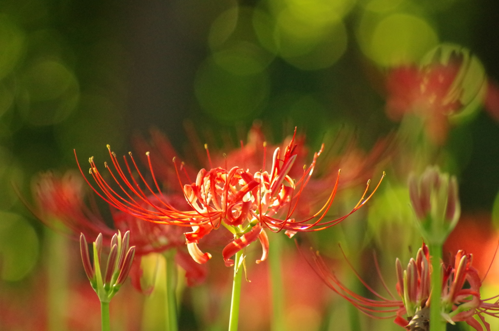 曼珠沙華の輝き