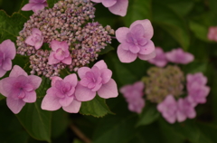 紫陽花の輪